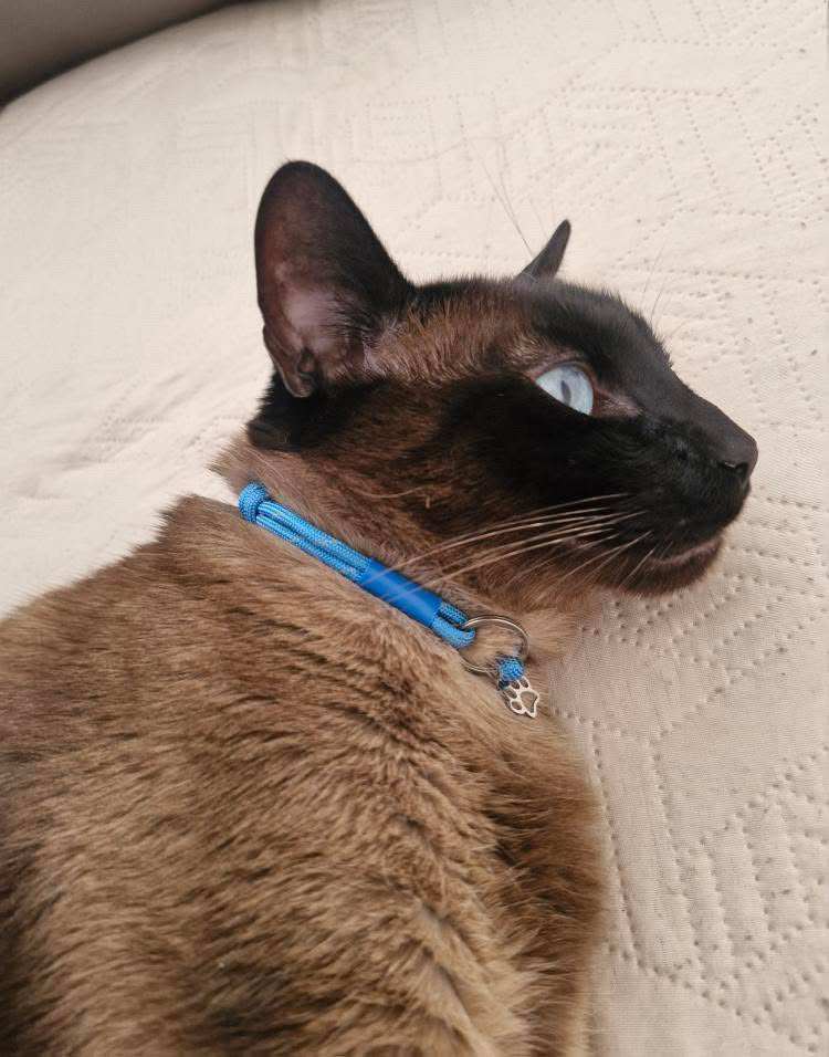 Cat wearing a TagHug XLine paracord pet ID collar in pink and blue, soft and comfortable for everyday wear.