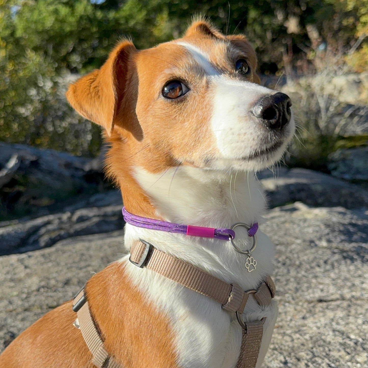 TagHug Classic Purple paracord collar ID tag holder for dogs and cats. Goes with any collar or harness. Handmade pet accessory. Dog