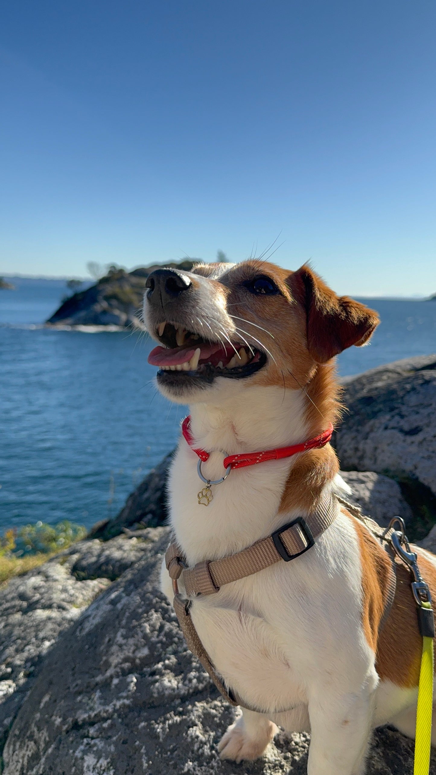 TagHug Classic Paracord Pet ID Collar for Dogs and Cats