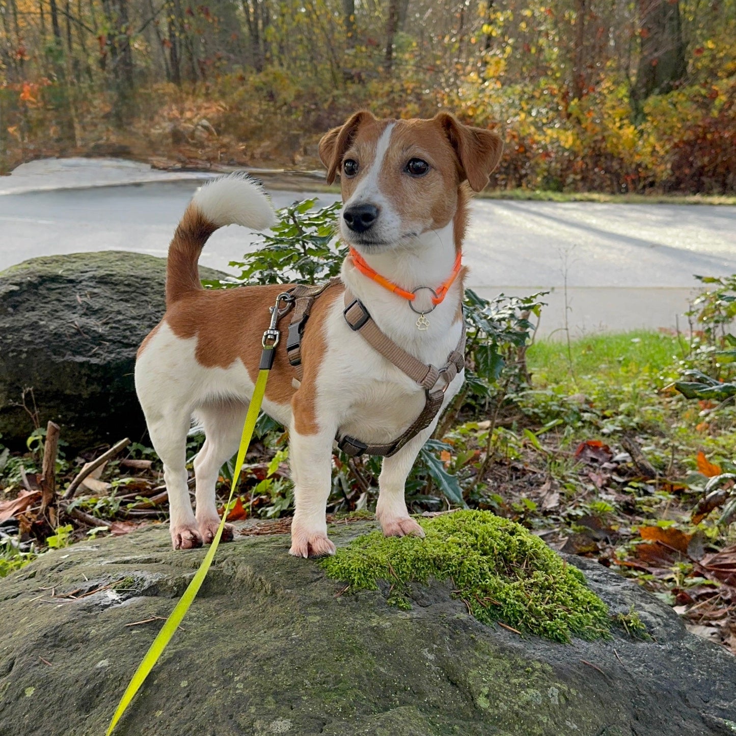 Sizing chart for reflective paracord ID tag collars showing neck measurements and size options for dogs and cats.