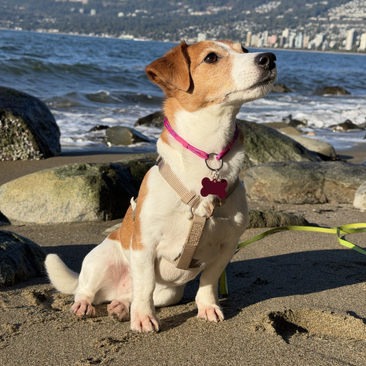 Dog in a Pink id collar TagHug by PawCraft climbing a rock on a beach with water in the background 