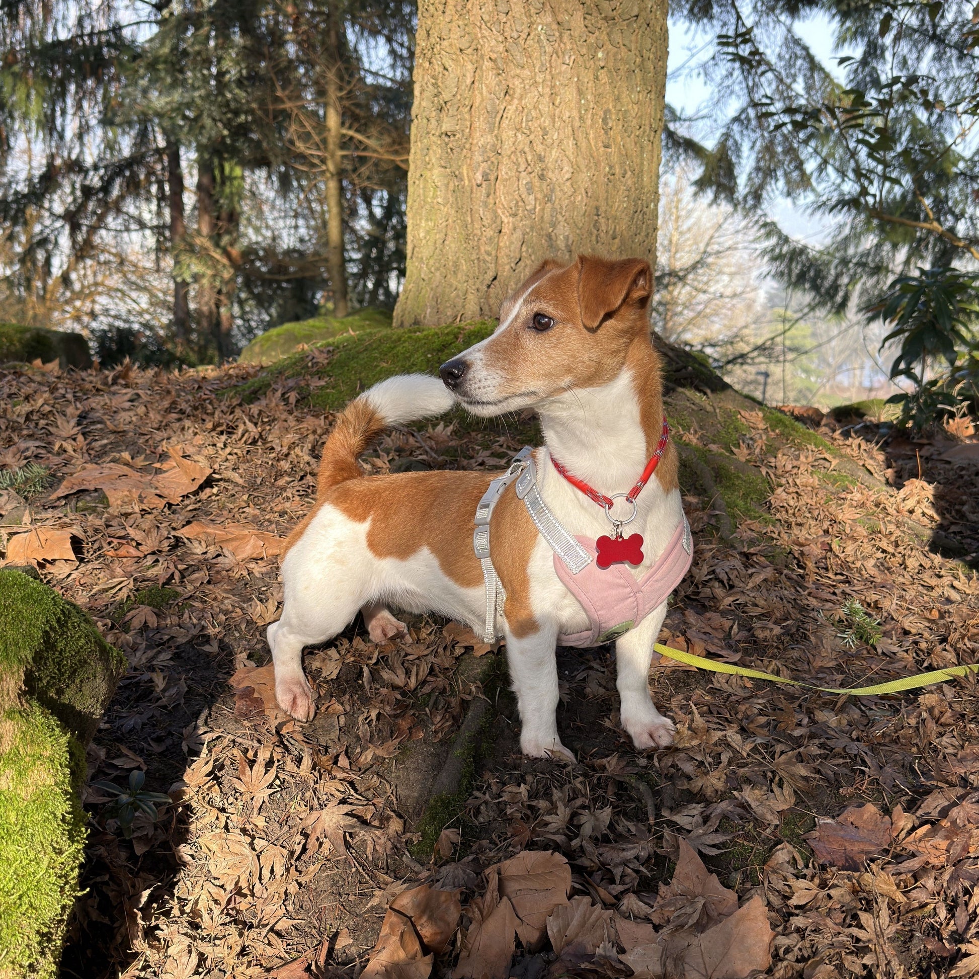 Red Dog on a leash with id tag collar standing on a forest floor with trees in the background