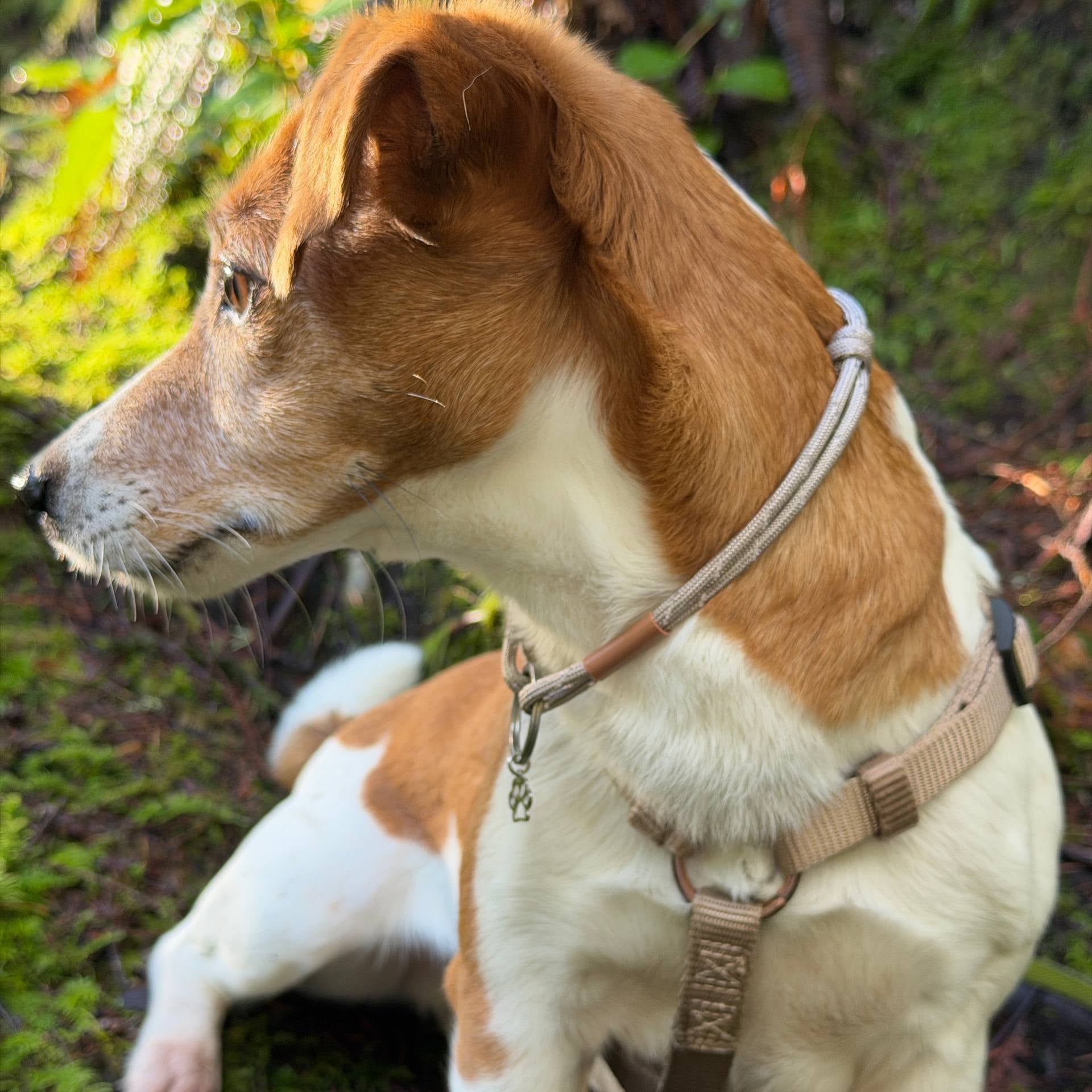 Dog wearing a id tag collar TagHud on a grassy area