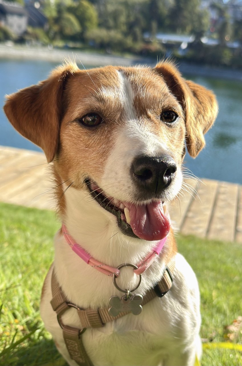 TagHug Classic Paracord Pet ID Collar for Dogs and Cats