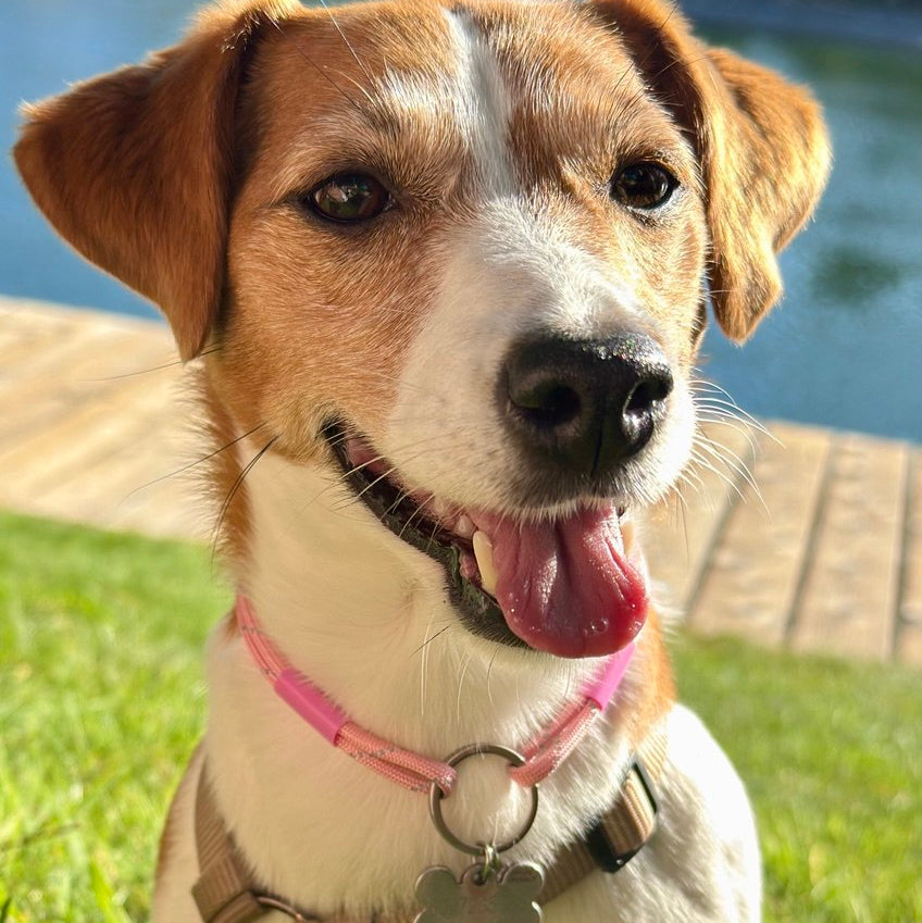 Dog with a pink collar standing on grass near a body of water