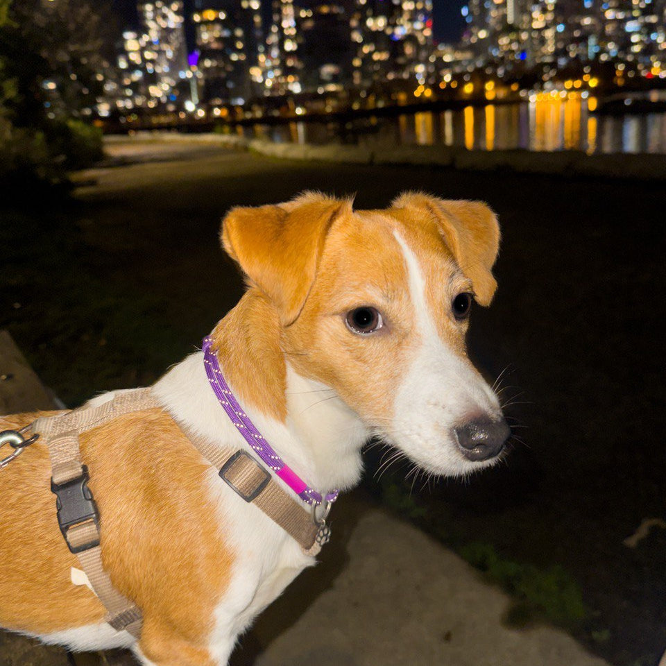 TagHug Reflective Purple ID tag collar for cat or dog. handmade pet accessory.