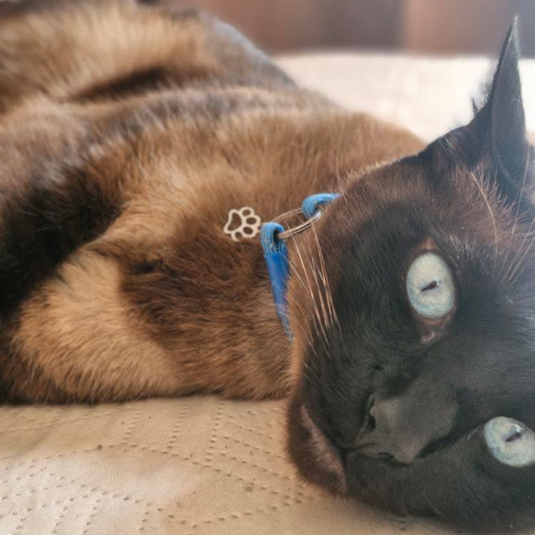 Black cat with blue eyes id tag collar taghug by pawcraft