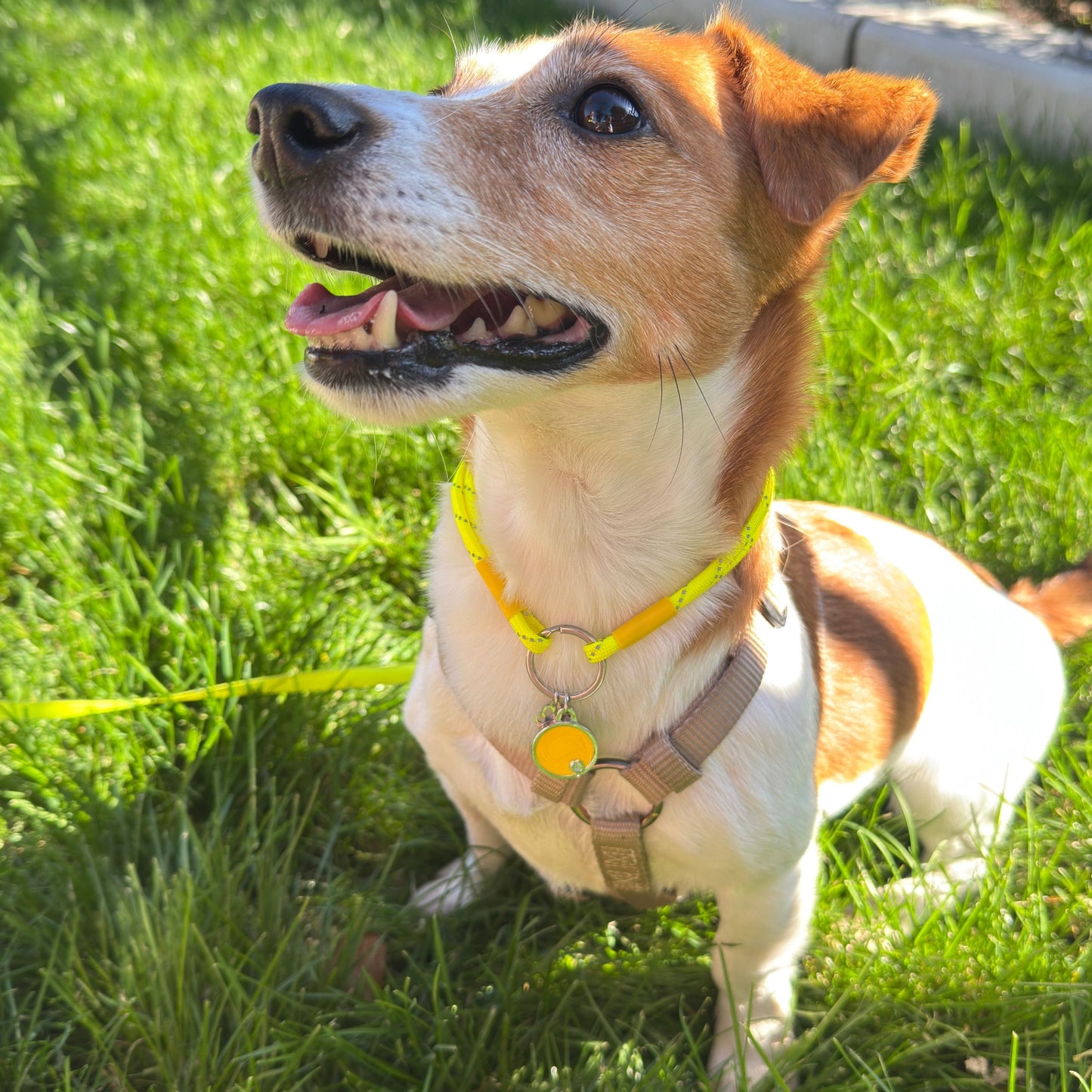 Dog on a leash in a grassy area id tag collar for cats and dogs