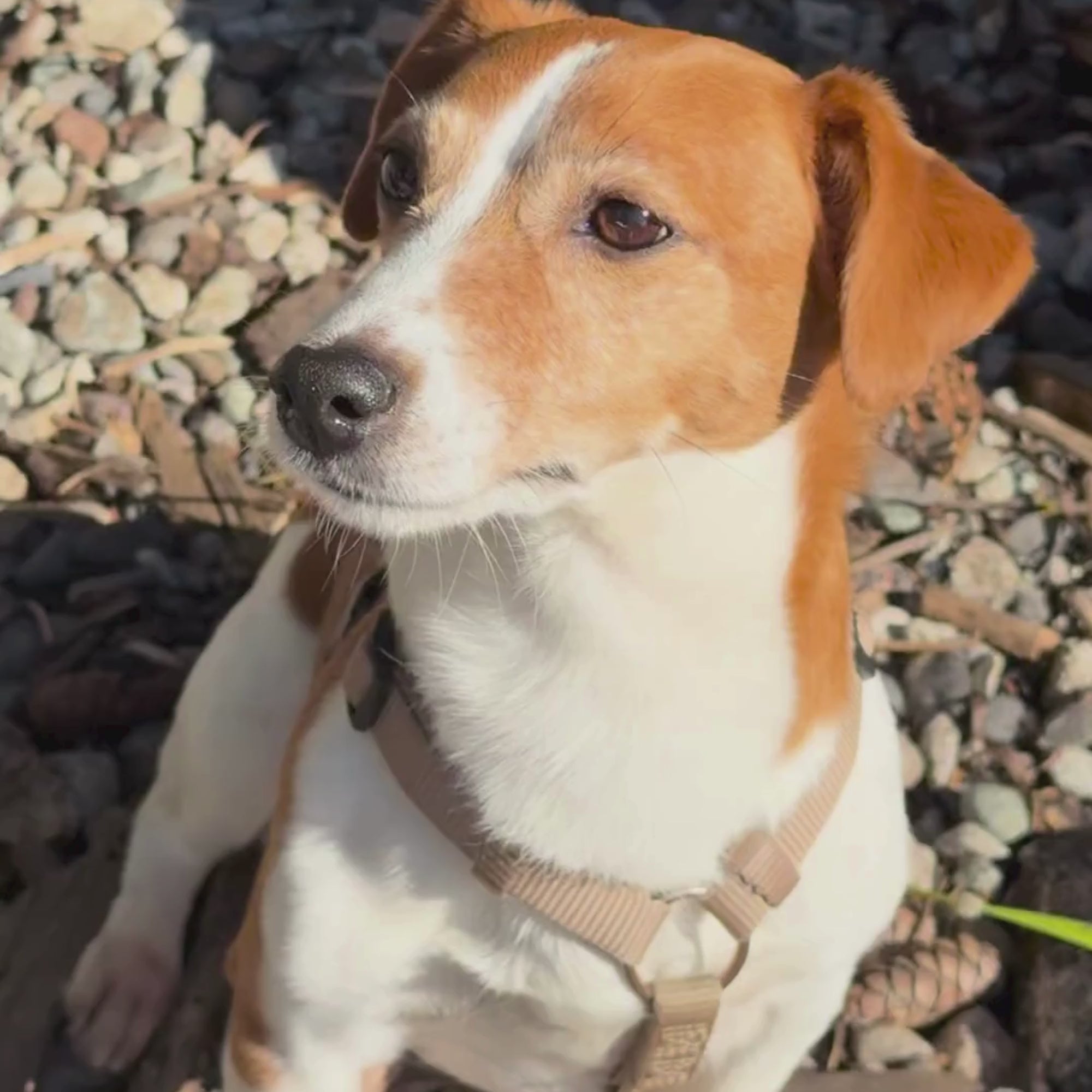 Video Classic Fuchsia id tag collar TagHug