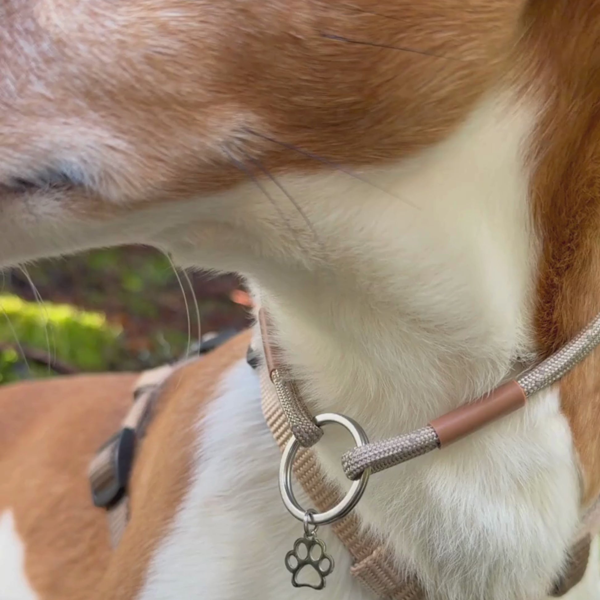 Mocha paracord Pet Id Collar for dogs and cats 