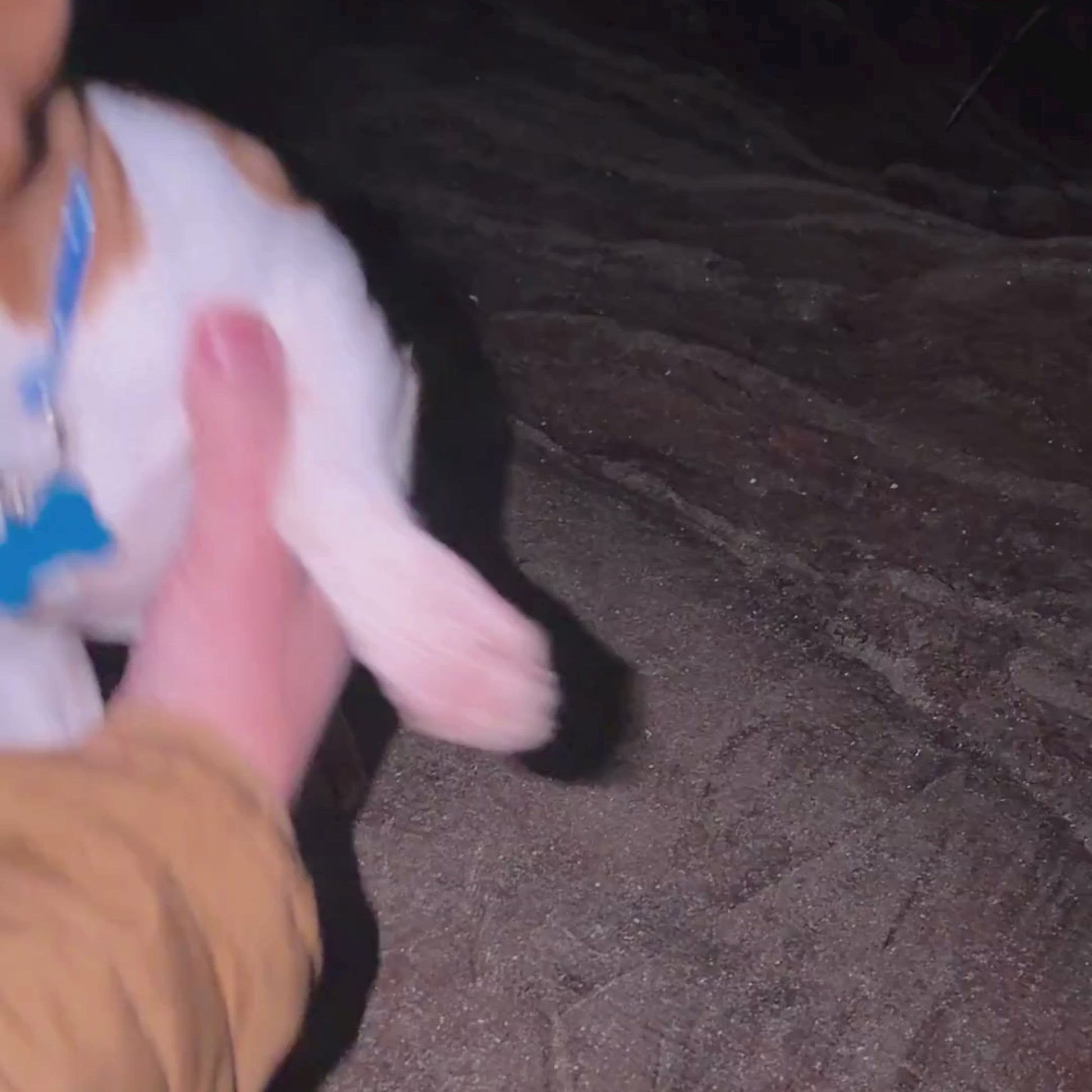 Reflective Blue Pet ID Tag Collar TagHug by PawCraft